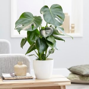 Most Expensive House Plants in the World