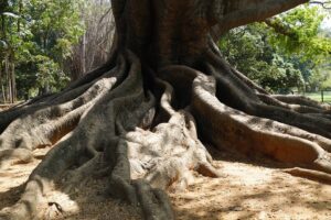 The Conservation Efforts For Ancient Trees