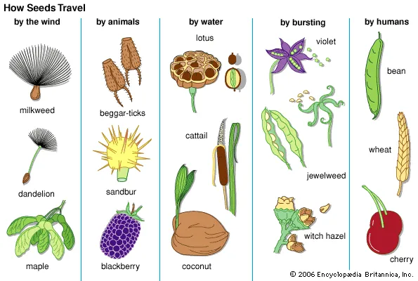 different types of plants