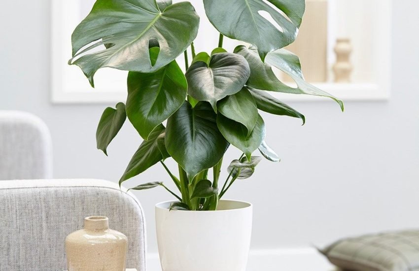 Most Expensive House Plants in the World