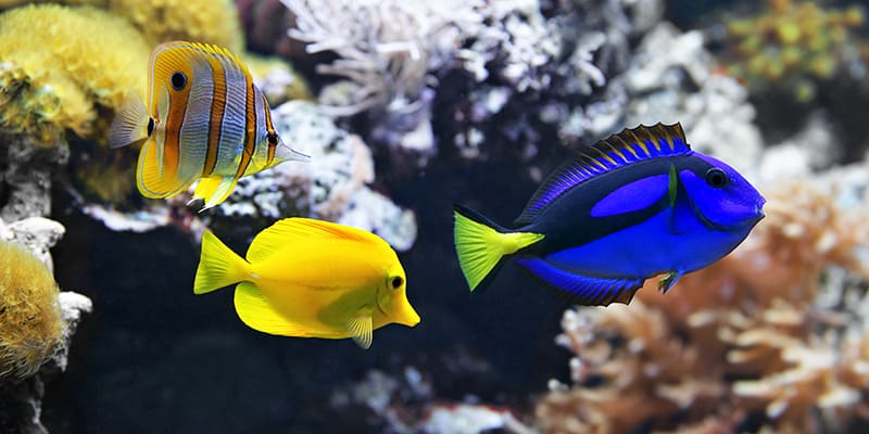 Most Expensive Fishes In The World