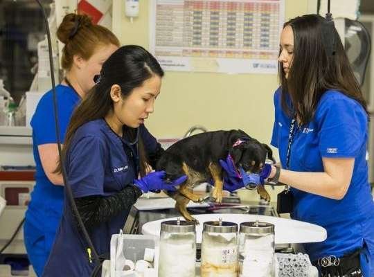 best Veterinary Schools In USA