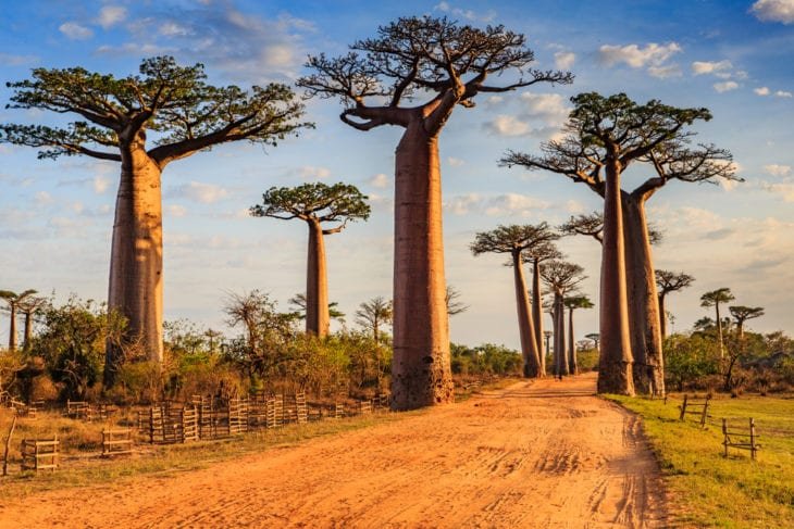 most famous trees in the world