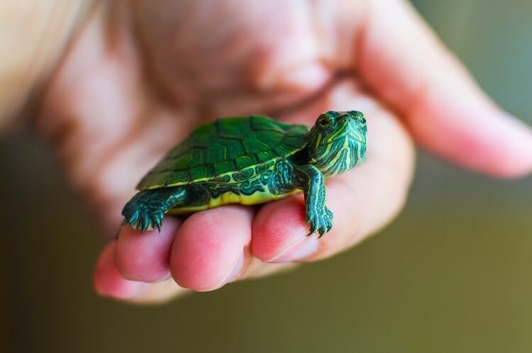 Best Types Of Turtles For Pet Ownership