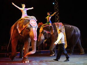 Circus History And Evolution Over Time