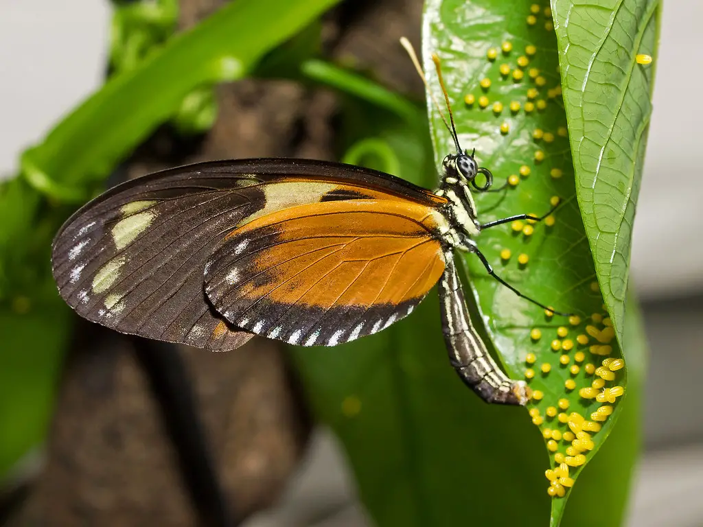 How Do Butterflies Lay Eggs