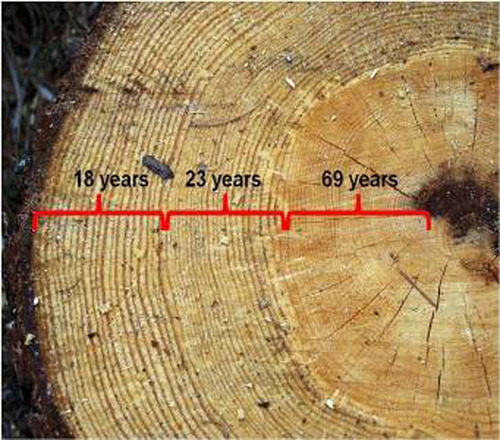 How To Determine A Tree's Age