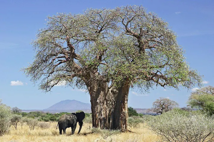 Impact Of Climate Change On Ancient Trees