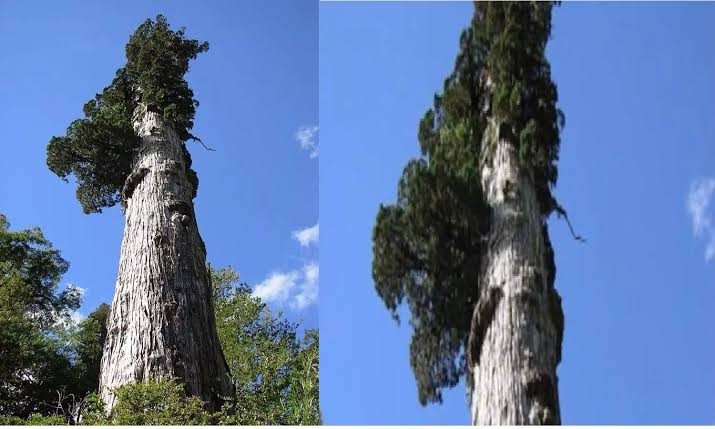 Oldest Trees In Different Regions of The World