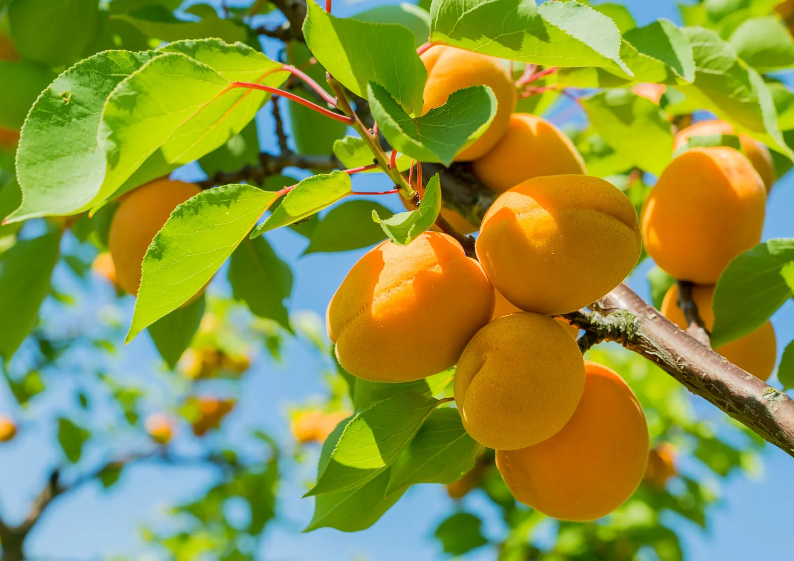 The Botanical Definition Of A Fruit