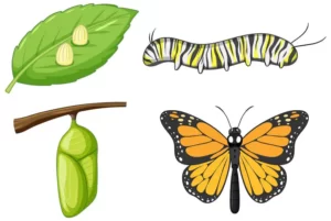 The Four Stages Of A Butterfly's Life Cycle